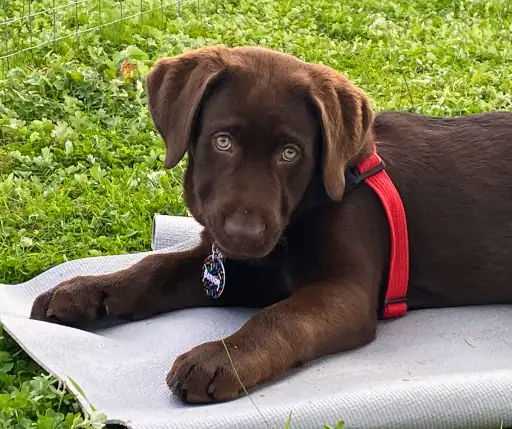 Puppy resting on training mat