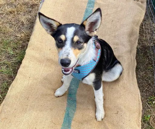 Daisy Kelpie Border Collie Heeler X